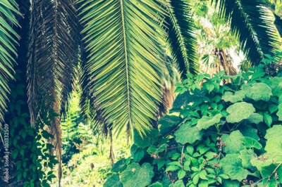 Fotobehang Tropische palmbladachtergrond