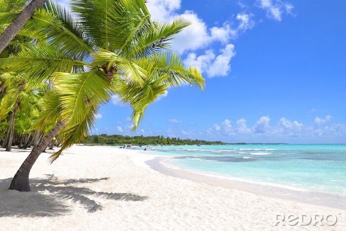Fotobehang Tropische palmbomen bij de zee