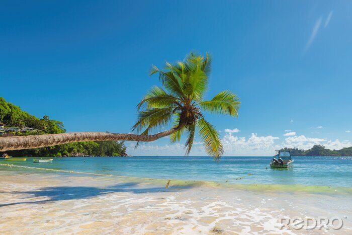 Fotobehang Tropische palmbomen en kustlijn