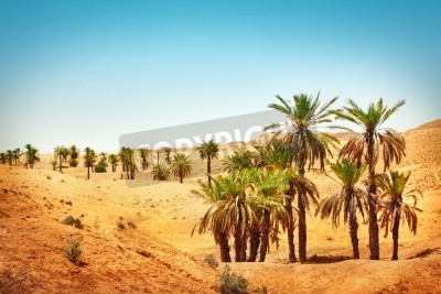 Fotobehang Tropische palmbomen in de woestijn
