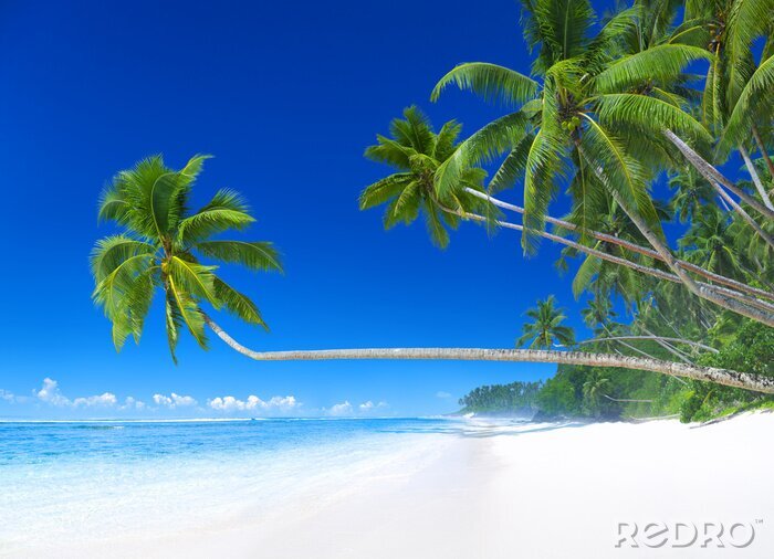 Fotobehang Tropische palmbomen, strand en zee
