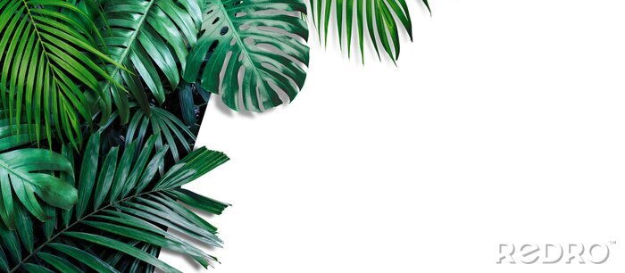 Fotobehang Tropische palmboombladeren op witte achtergrond