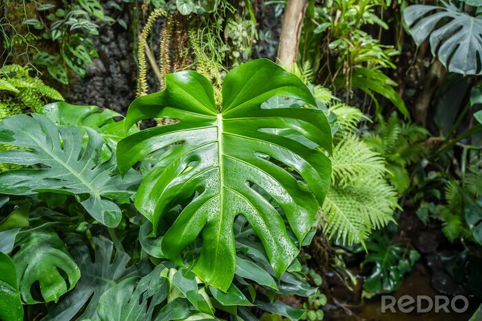 Fotobehang Tropische planten in een bos
