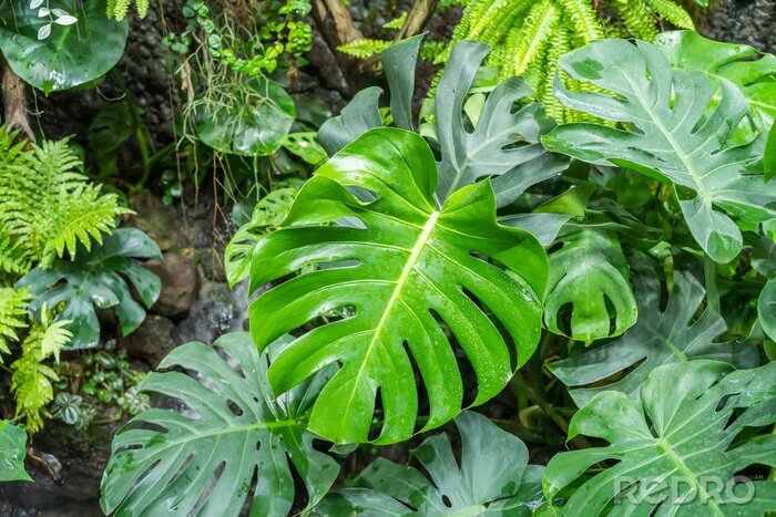 Fotobehang Tropische planten in een exotisch bos
