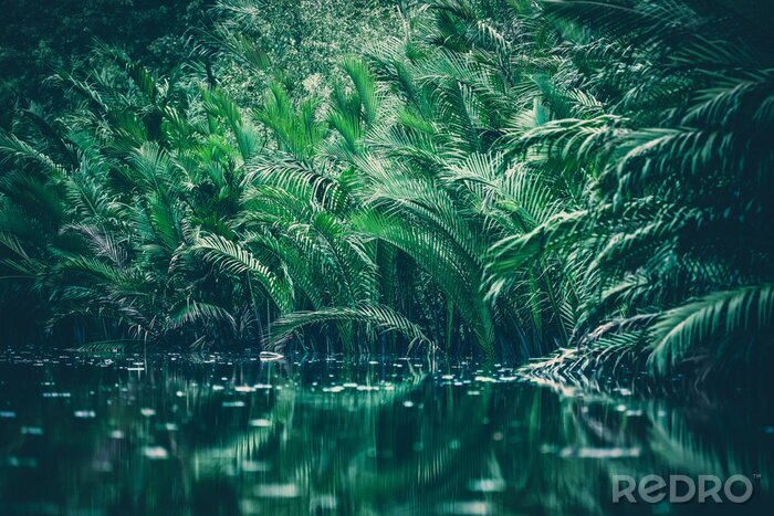 Fotobehang Tropische planten in het oerwoud