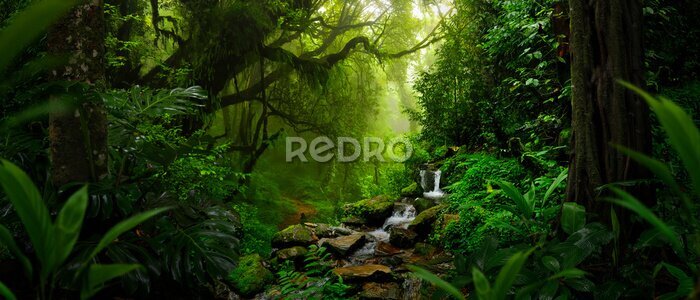 Fotobehang Tropische planten in het regenwoud