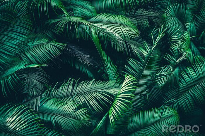 Fotobehang Tropische planten natuurlijke achtergrond