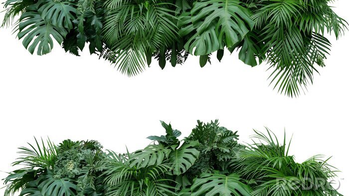 Fotobehang Tropische planten op witte achtergrond