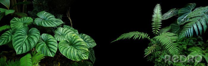 Fotobehang Tropische planten op zwarte achtergrond