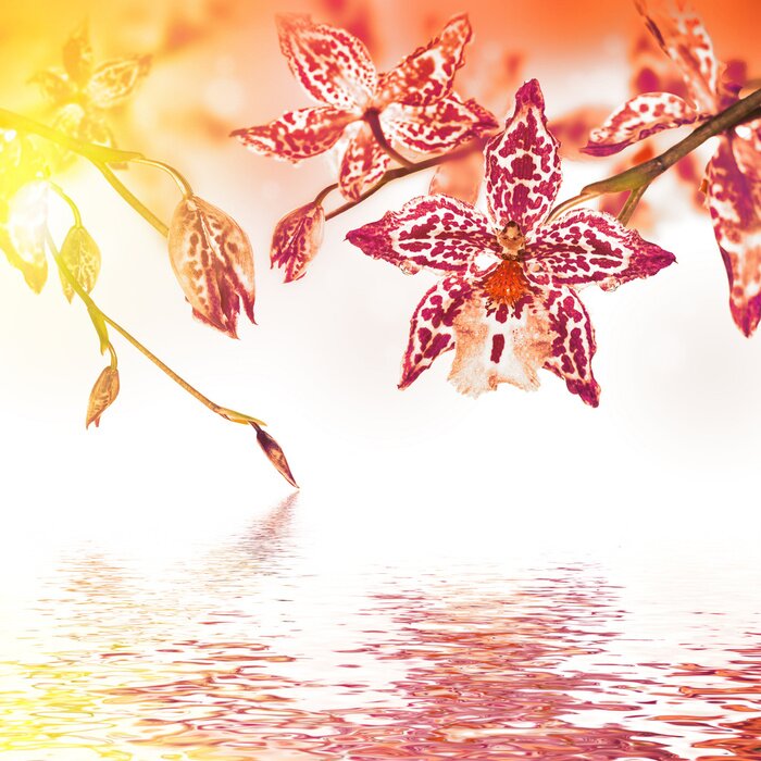 Fotobehang Tropische roze orchideeën aan het water