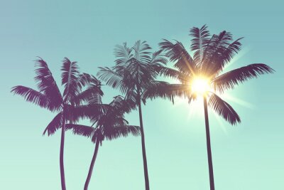 Tropische silhouetten van palmbomen