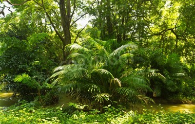 Fotobehang Tropische vegetatie in de jungle