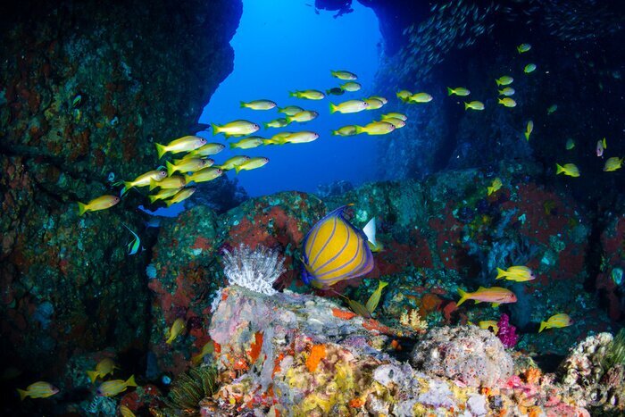 Fotobehang Tropische vissen en koraalrif
