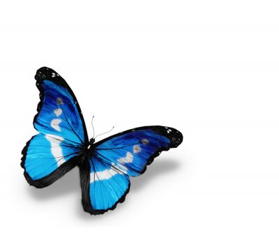 Fotobehang Tropische vlinder op een lichte achtergrond