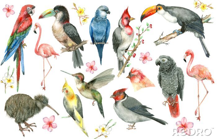 Fotobehang Tropische vogels in aquarel