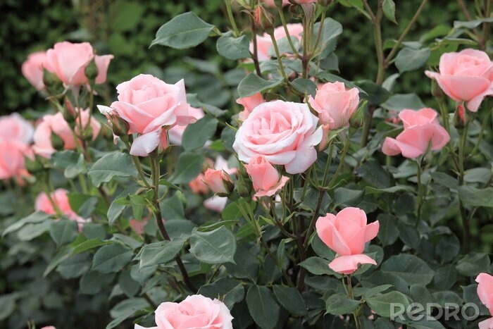 Fotobehang Tuinbloemen