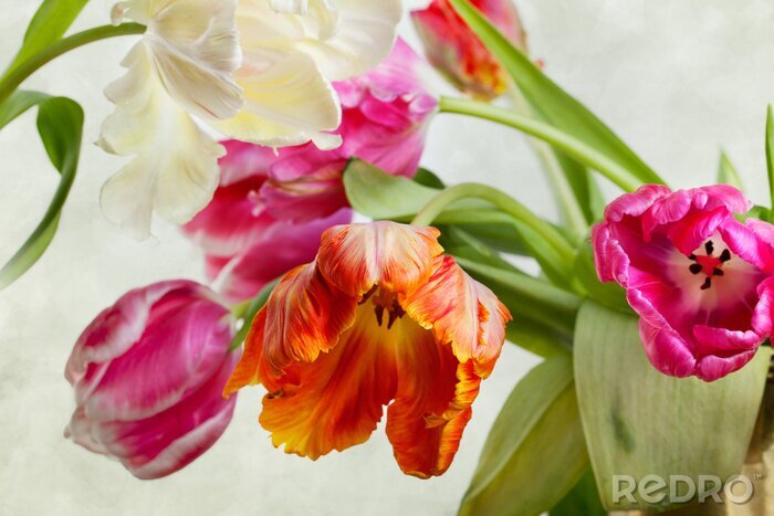 Fotobehang Tulpen bloemen
