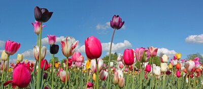 Tulpen en blauwe lucht