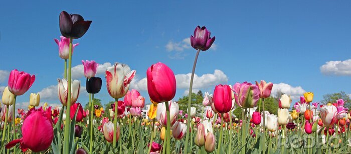 Fotobehang Tulpen en blauwe lucht