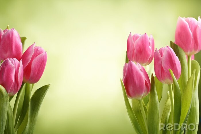 Fotobehang Tulpen groene achtergrond
