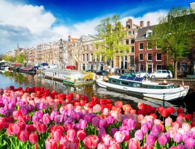 Fotobehang Tulpen in Amsterdam
