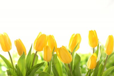 Fotobehang Tulpen in gele kleur