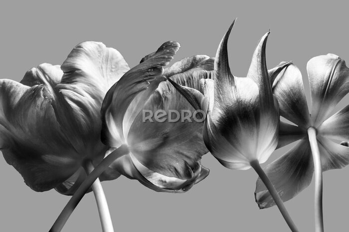 Fotobehang Tulpen in monochrome kleuren