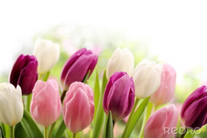 Fotobehang Tulpen in prachtige kleuren
