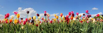 Fotobehang Tulpen in verschillende kleuren