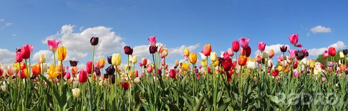 Fotobehang Tulpen in verschillende kleuren