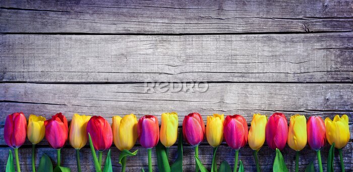 Fotobehang Tulpen op een rij op een houten achtergrond