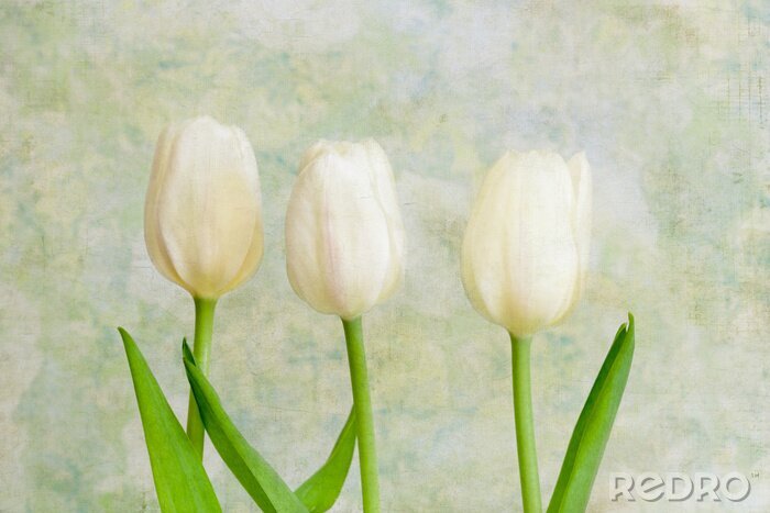 Fotobehang Tulpen op vintage achtergrond