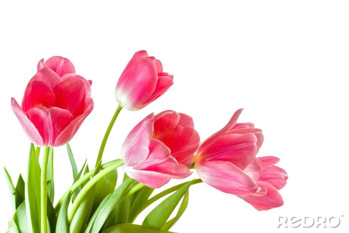 Fotobehang Tulpencompositie op witte achtergrond