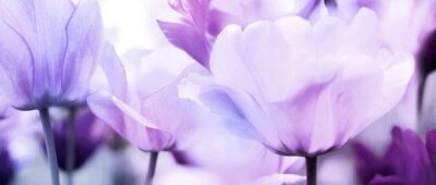 Fotobehang Tulpenkoppen in paars licht