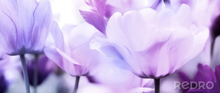 Fotobehang Tulpenkoppen in paars licht