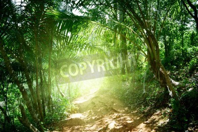 Fotobehang Tunnel gemaakt van groene planten in de jungle