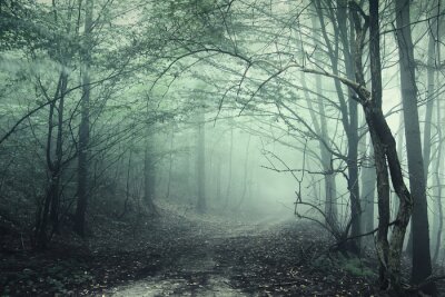 Fotobehang Tunnel in het bos achter de mist