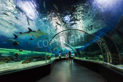 Fotobehang Tunnel in oceanarium met haaien