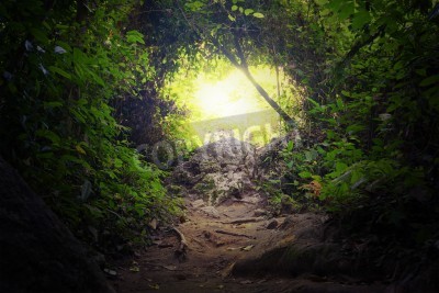 Fotobehang Tunnel met planten in de jungle