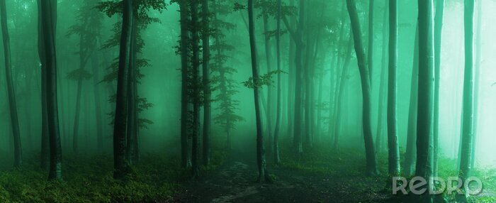 Fotobehang Turkoois bos op een mistige dag