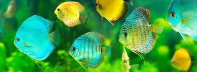Fotobehang Turquoise en gele vissen