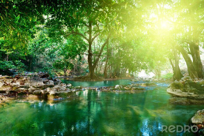 Fotobehang Turquoise jungle