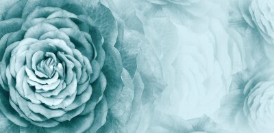 Fotobehang Turquoise roos bloemen achtergrond