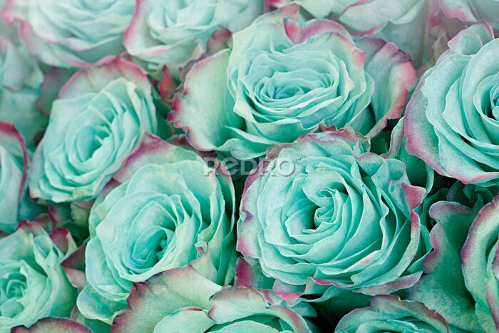 Fotobehang Turquoise roos bloemen achtergrond