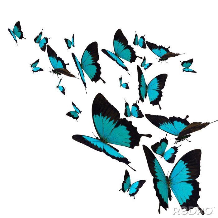 Fotobehang Turquoise vlinders in beweging