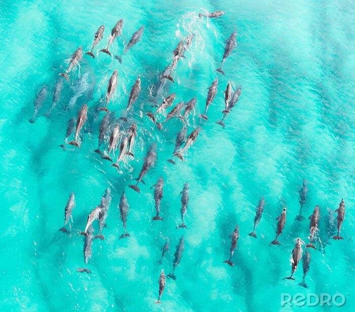 Fotobehang Turquoise water en haaien