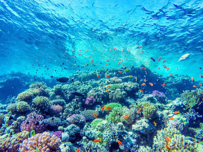 Fotobehang Turquoise water en koraalrif