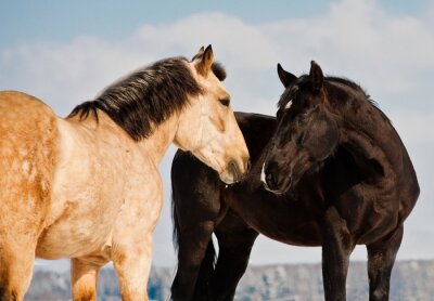 Fotobehang Twee bruine paarden