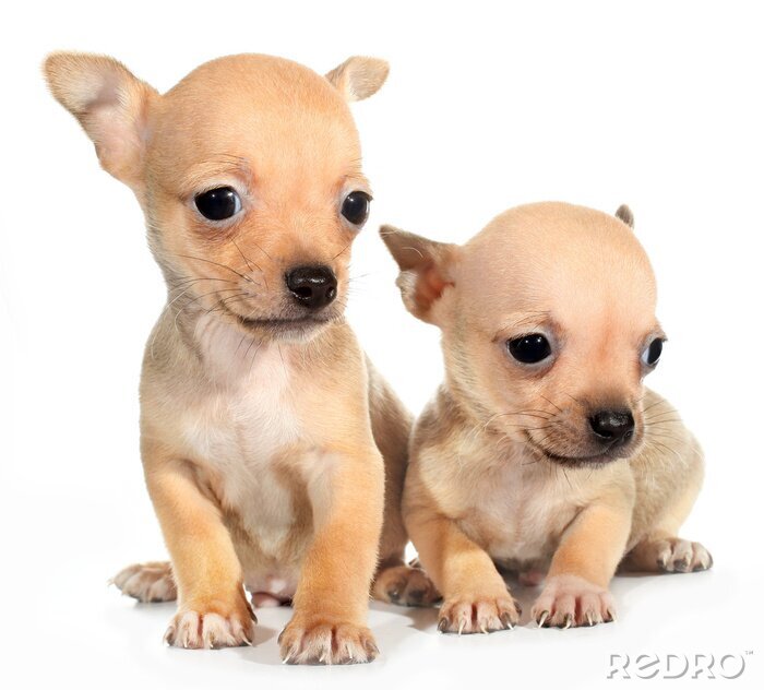 Fotobehang Twee Chihuahua puppies