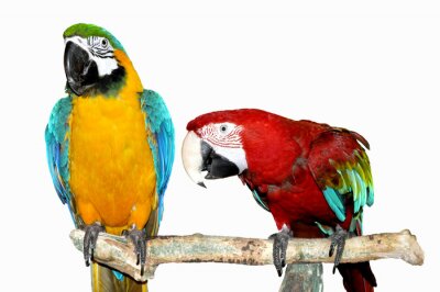 Fotobehang Twee exotische papegaaien